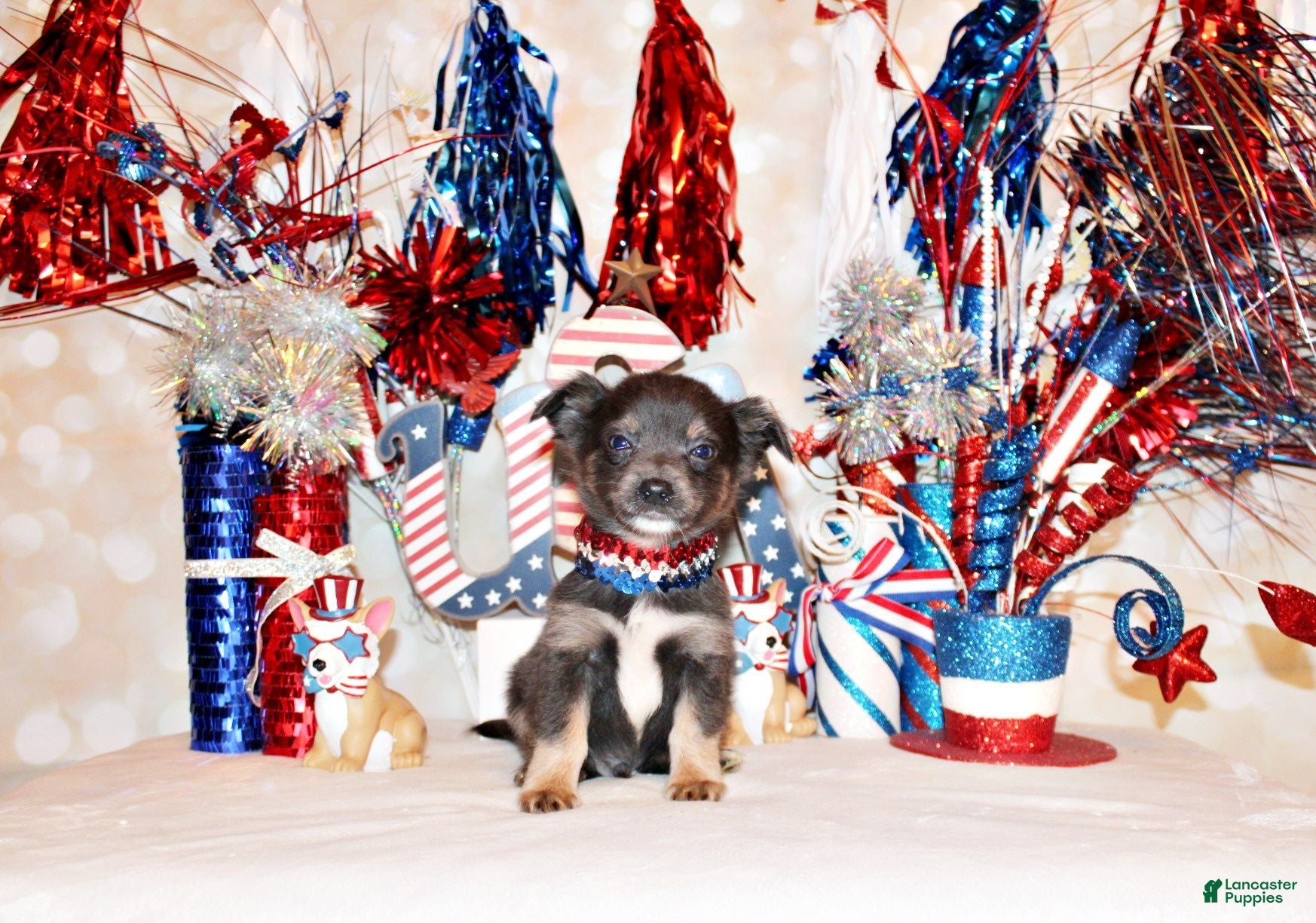 Chihuahua dogs Blue - Ad 2