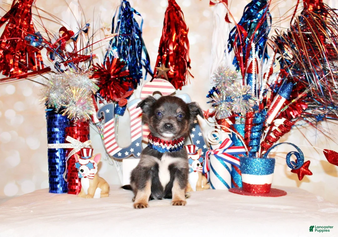 Chihuahua dogs for sale: Blue - Ad 2