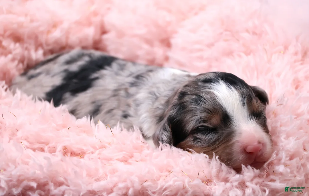 Mini Bernedoodle dogs for sale: Callie  - Ad 2