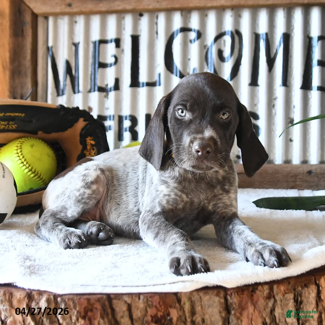 German Shorthaired Pointer dogs for sale: BJ - Ad 2