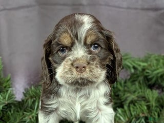 Cocker Spaniel dogs Vince - Ad 38