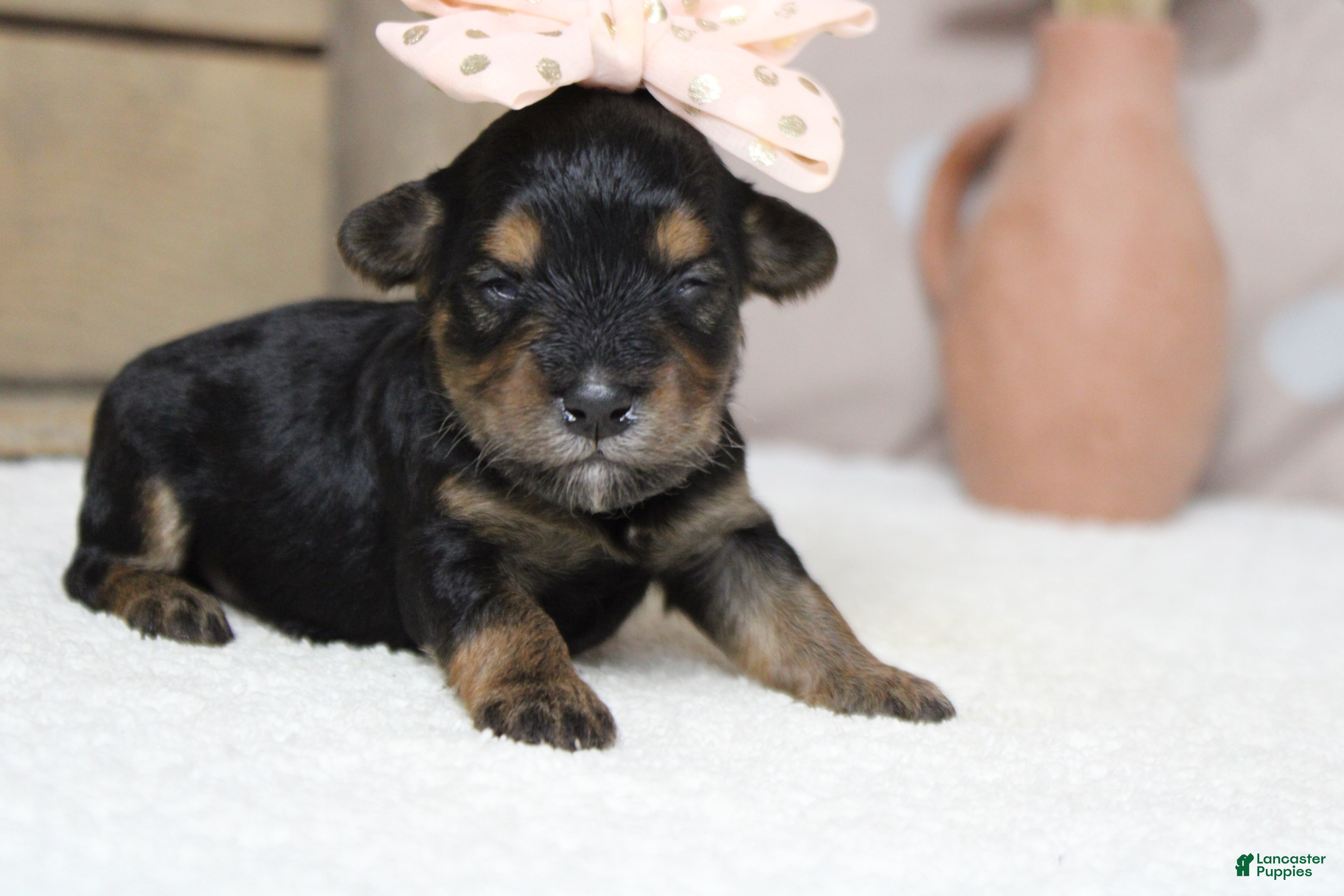 Yorkiepoo dogs Darling  - Ad 1