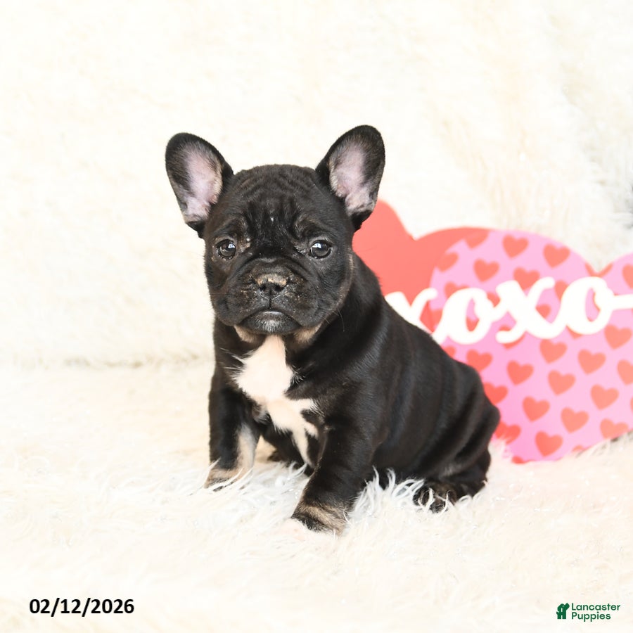 French Bulldog dogs Hailey - Ad 2
