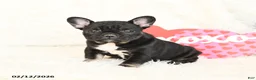 French Bulldog dogs for sale: Hailey - Ad 2