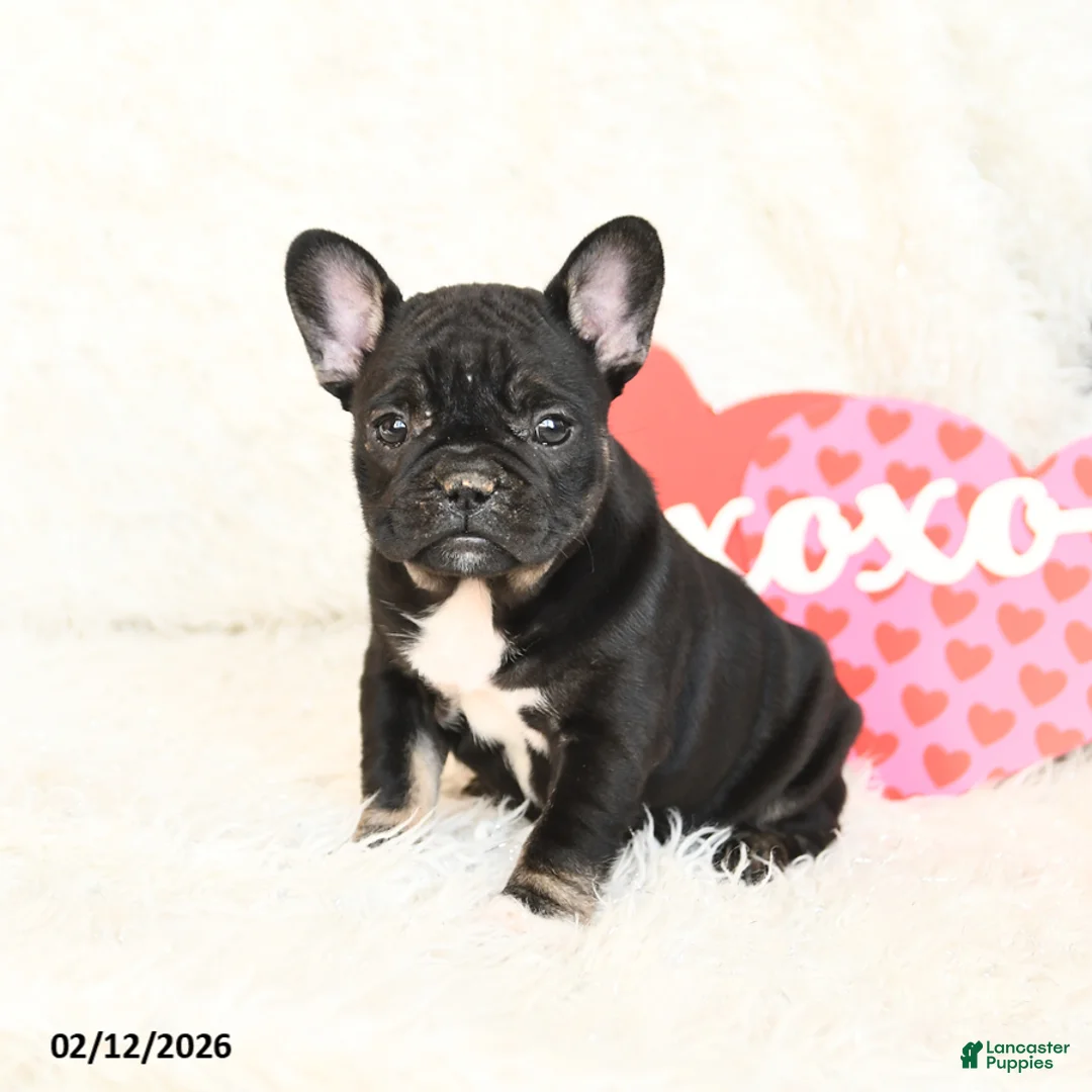 French Bulldog dogs for sale: Hailey - Ad 2