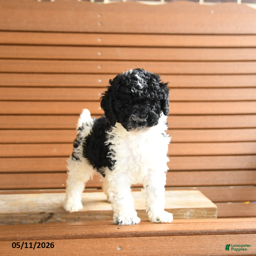 Miniature Poodle dogs for sale: Harriet - Ad 3