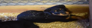Girl 2