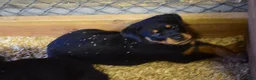 Rottweiler dogs for sale: Girl 2 - Ad 1