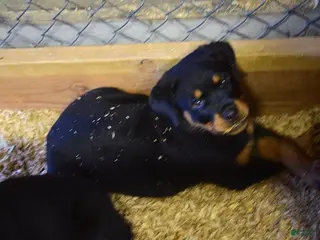 Rottweiler dogs for sale: Girl 2 - Ad 4