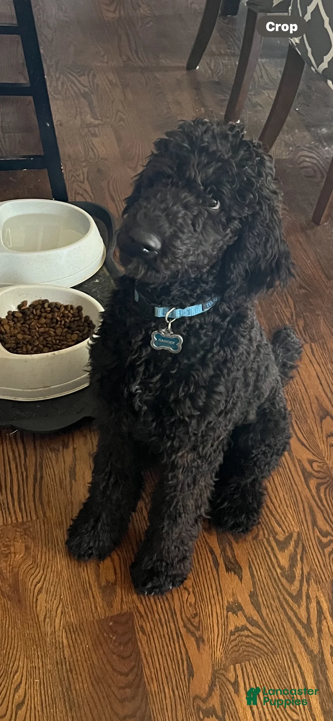 Labradoodle dogs for sale: Chocolate - Ad 6