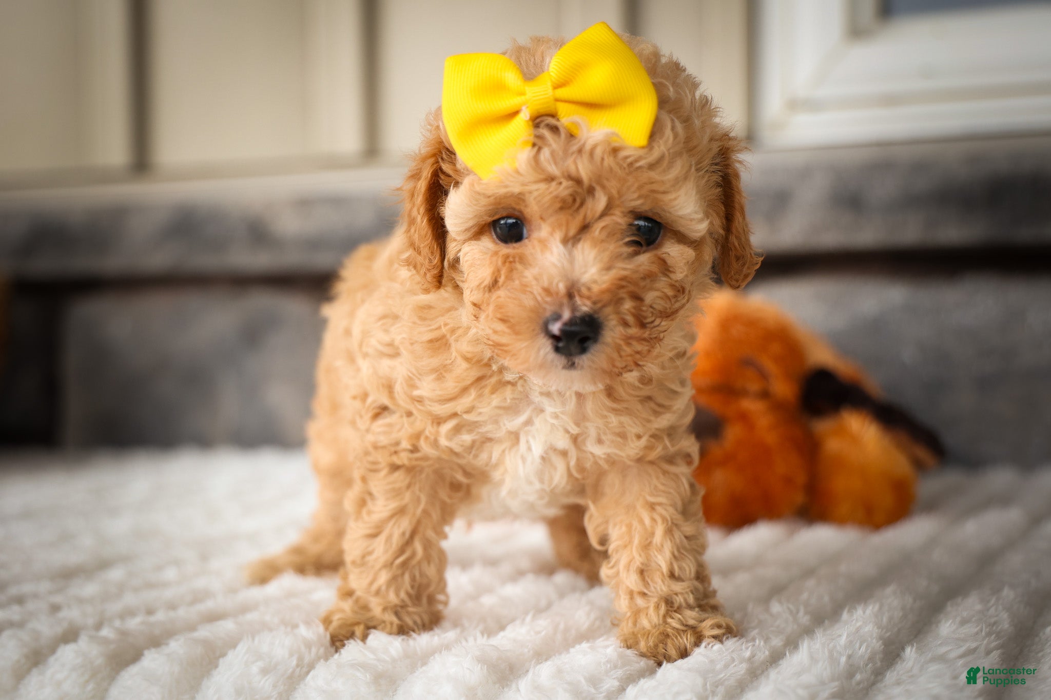 Miniature Poodle dogs Jimbo💙 - Ad 2