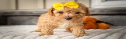 Miniature Poodle dogs for sale: Jimbo💙 - Ad 2