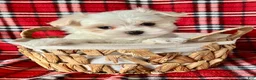 Maltese dogs for sale: Benji - Ad 4