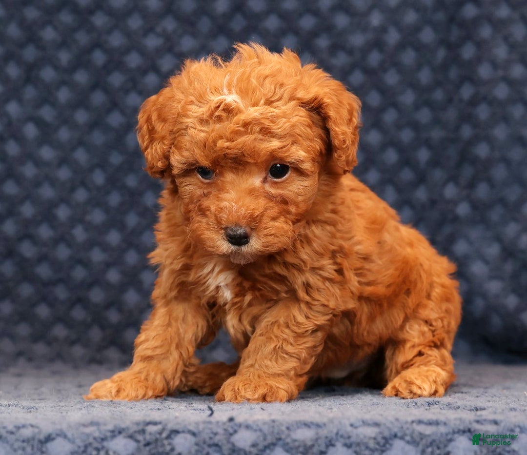 Miniature Poodle dogs for sale: Franklin - Ad 3