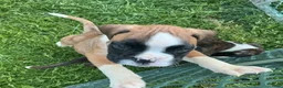 Boxer dogs for sale: Boxer 2 Chayenne  - Ad 4