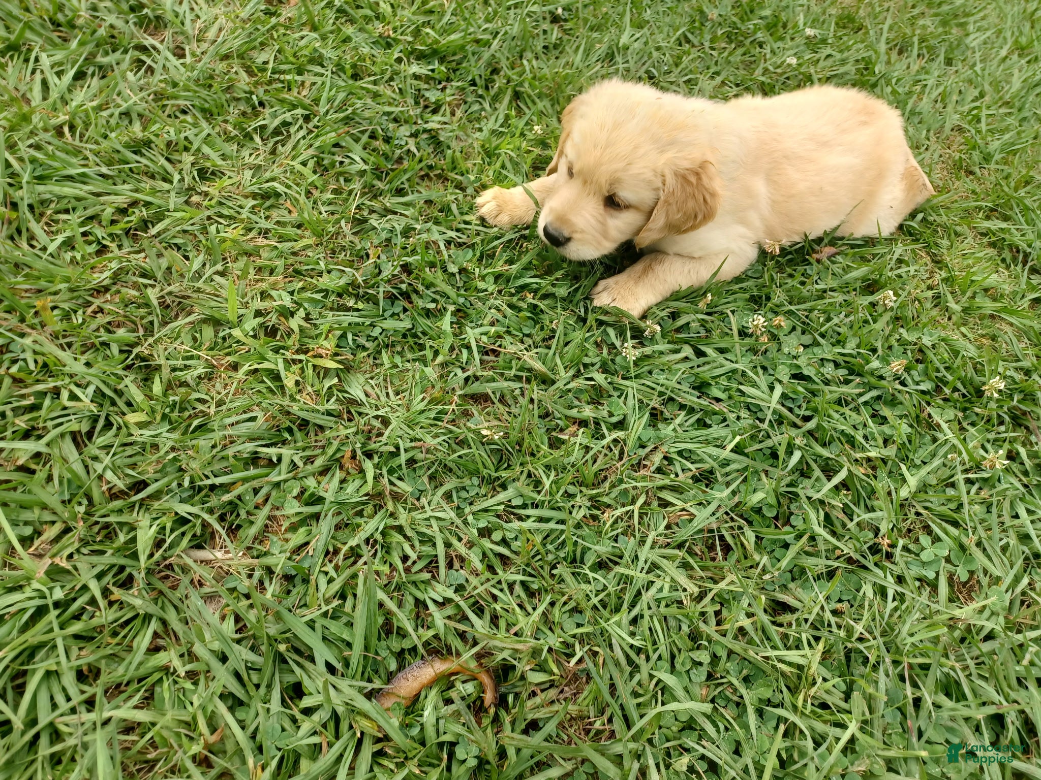 Golden Retriever dogs Dutchess - Ad 1