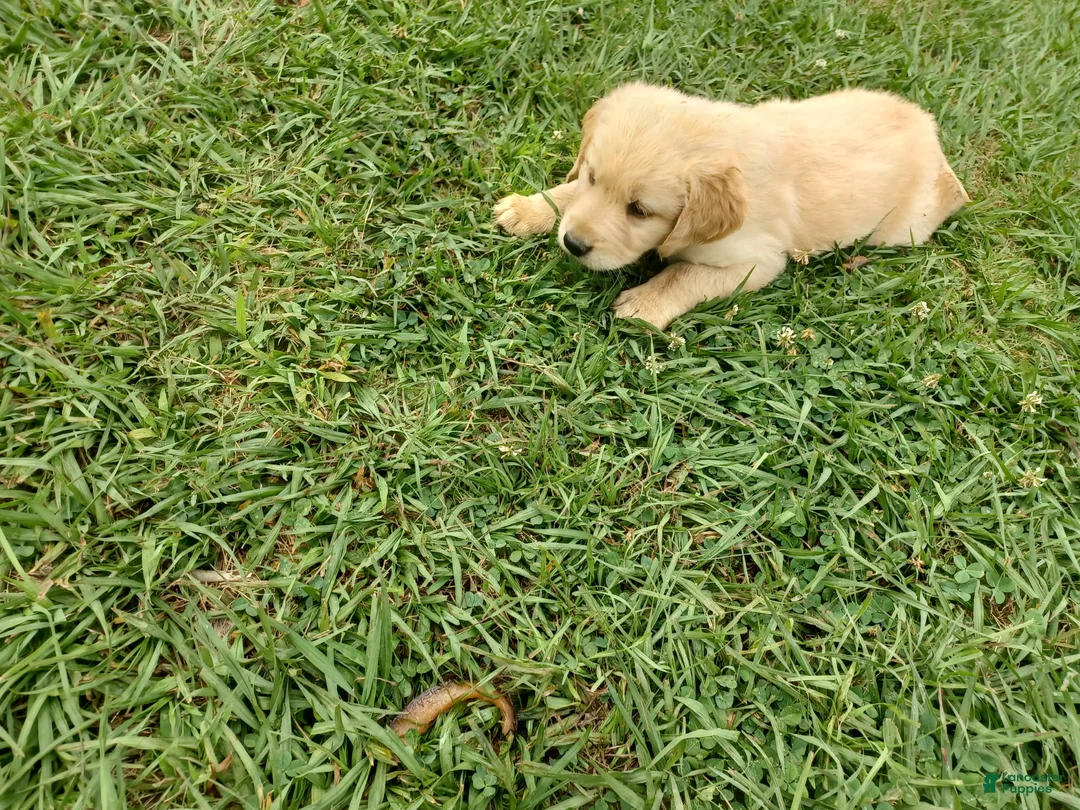 Golden Retriever dogs for sale: Dutchess - Ad 1