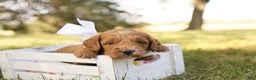 Mini Goldendoodle dogs for sale: Oakley - Ad 7