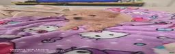 Maltipoo dogs for sale: Nani - Ad 8