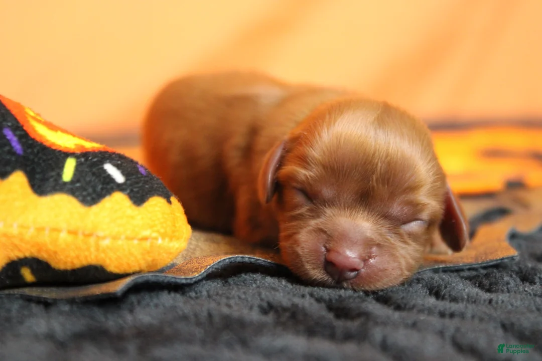 Cavalier King Charles Spaniel dogs for sale: Strawberry  - Ad 2