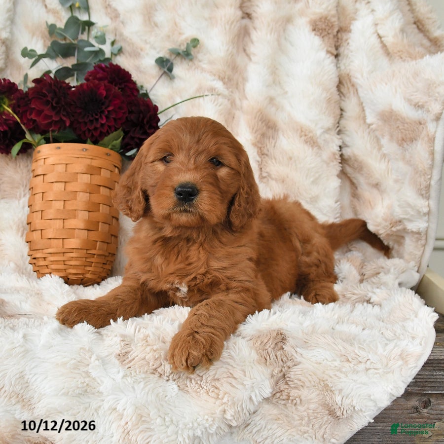 Goldendoodle dogs for sale: Hailey - Ad 2