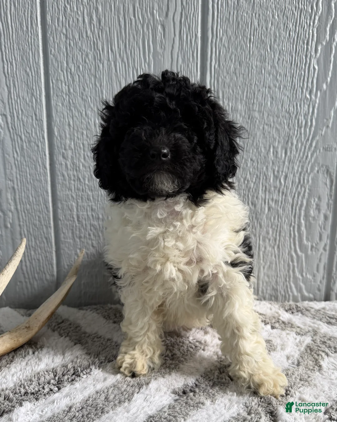 Mini Bernedoodle dogs for sale: Lilly - Ad 1
