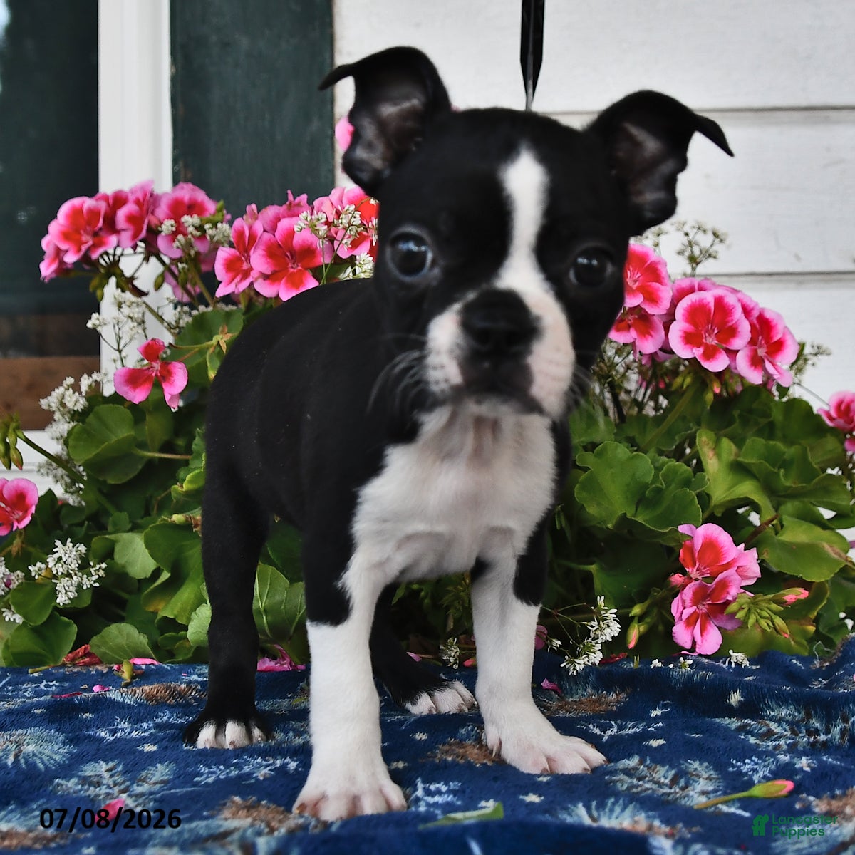 Boston Terrier dogs Lucinda - Ad 1