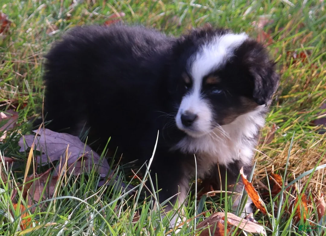 Miniature Australian Shepherd dogs for sale: Black Tri Male - Ad 4