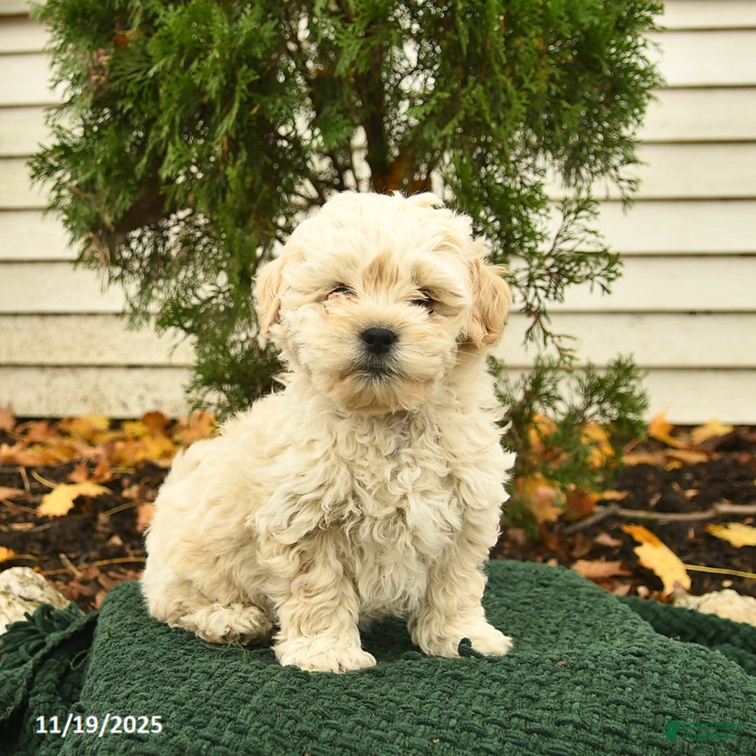 Mixed Breed dogs for sale: Forest  - Ad 3