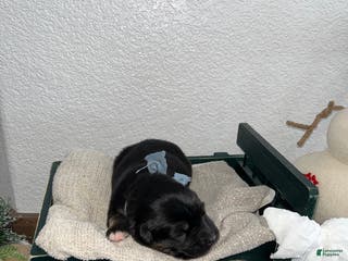 Mixed Breed dogs Teddy🩵 - Ad 19