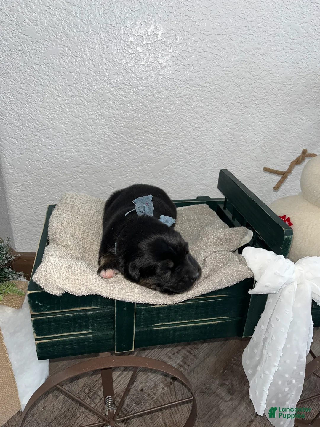 Mixed Breed dogs for sale: Teddy🩵 - Ad 2