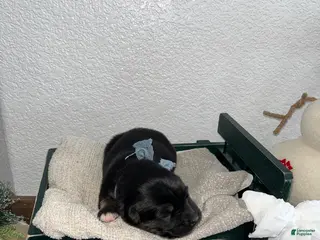 Mixed Breed dogs Teddy🩵 - Ad 35