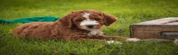 Cavapoo dogs for sale: Blaise Cavapoo  - Ad 15