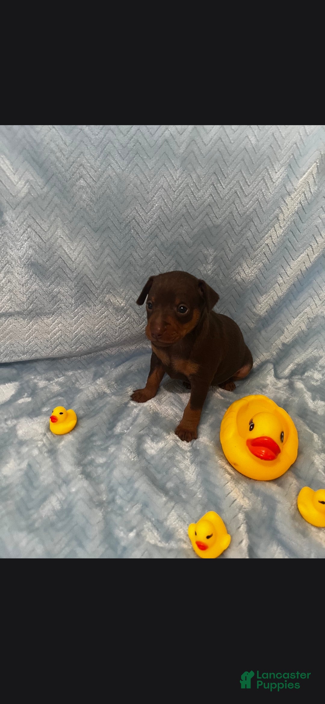 Miniature Pinscher dogs for sale: Miniature Pinscher 1 - Ad 34