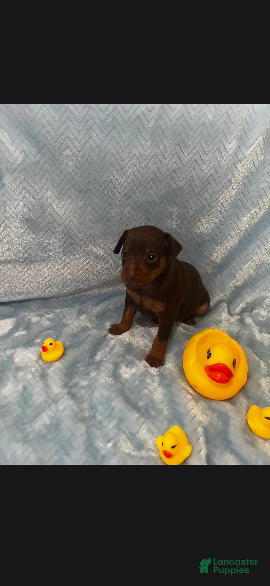 Miniature Pinscher dogs for sale: Miniature Pinscher 1 - Ad 1
