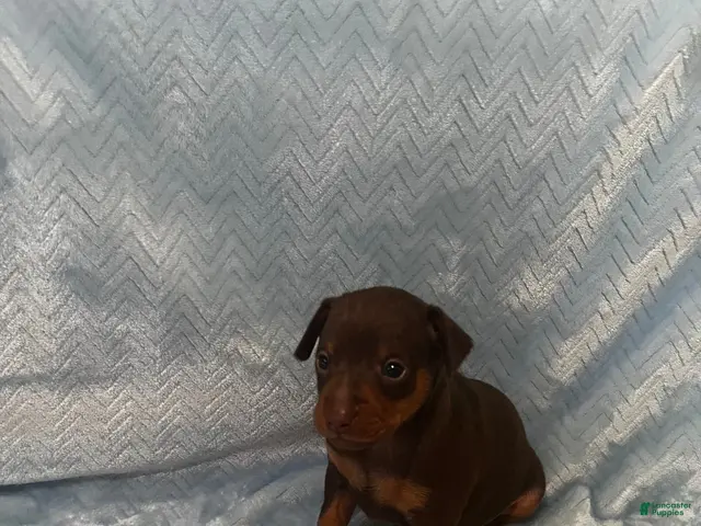 Miniature Pinscher dogs for sale: Miniature Pinscher 1 - Ad 34