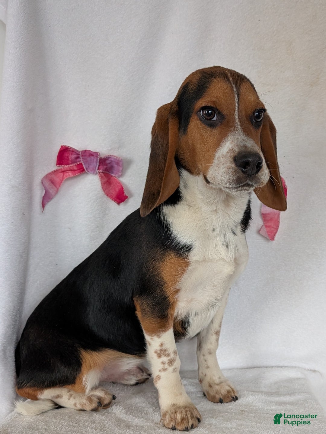 Beagle dogs for sale: Ross - Ad 6
