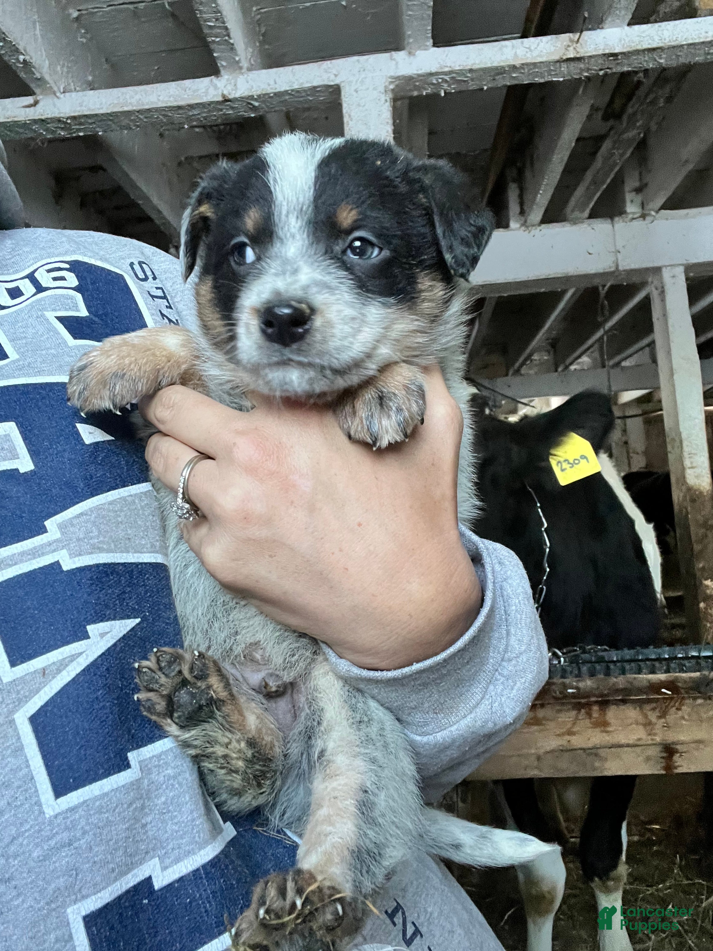 Australian Cattle Dog dogs Dasher - Ad 3