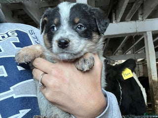 Australian Cattle Dog dogs Dasher - Ad 24