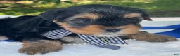 Yorkshire Terrier dogs for sale:  Royal - Ad 6