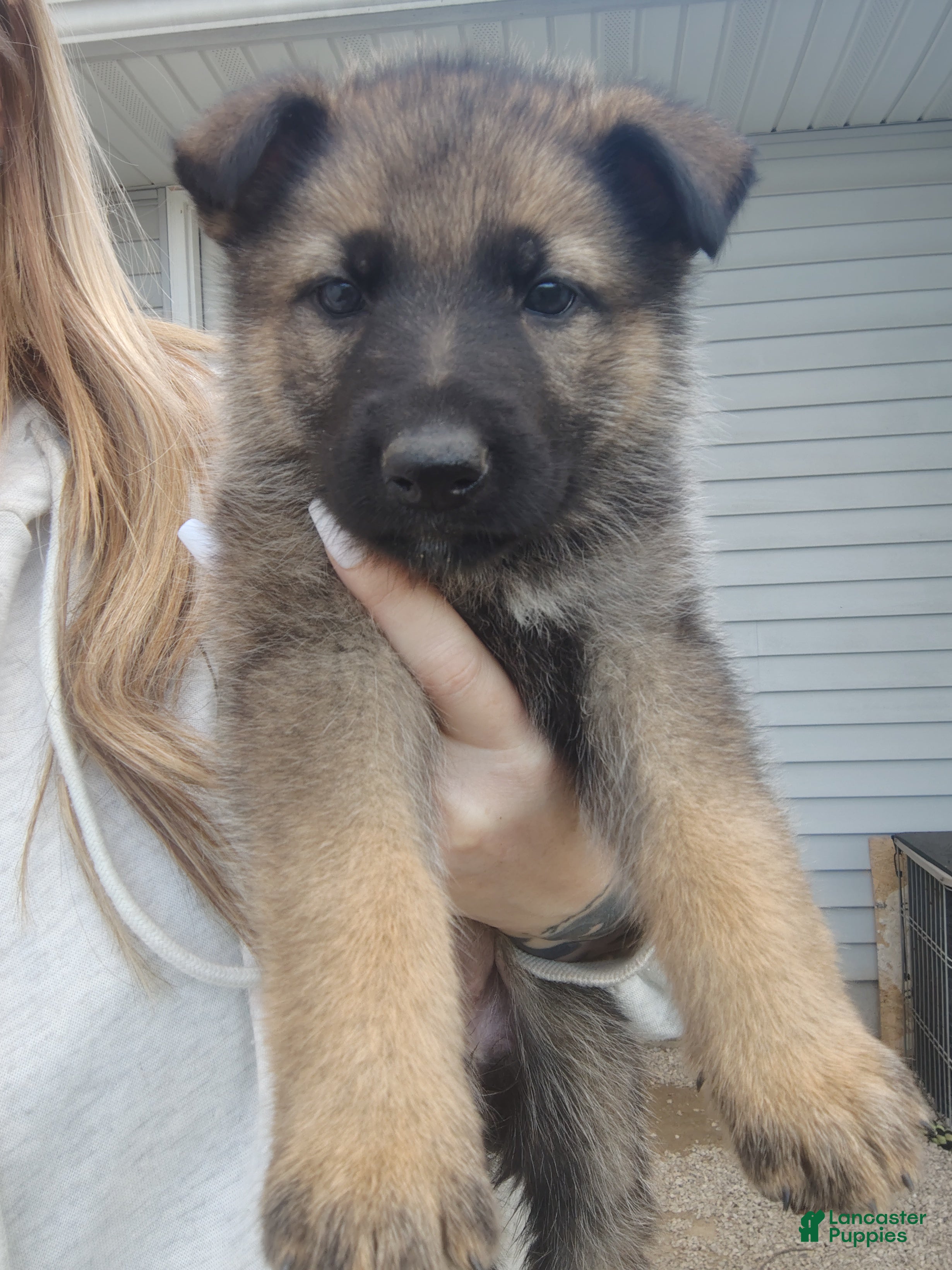 German Shepherd dogs Phoenix  - Ad 1