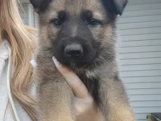 German Shepherd dogs Phoenix - Ad 1