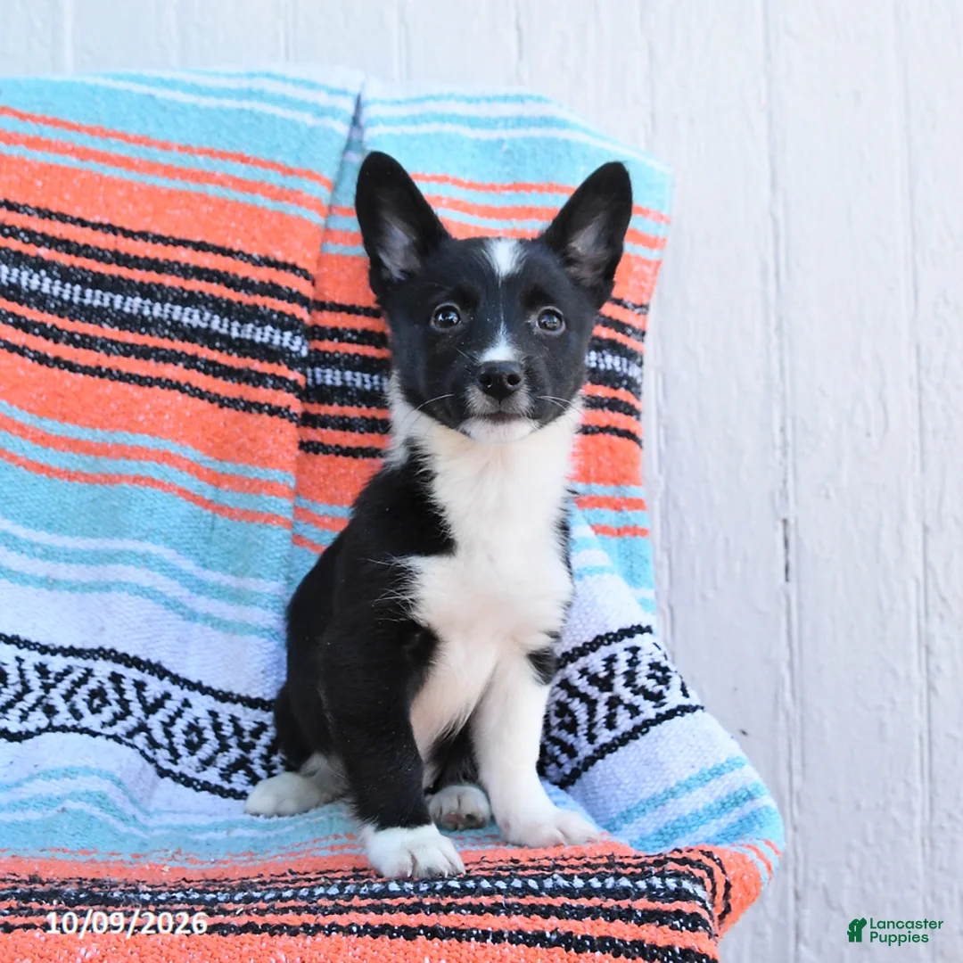 Mixed Breed dogs for sale: Daffodil - Ad 2