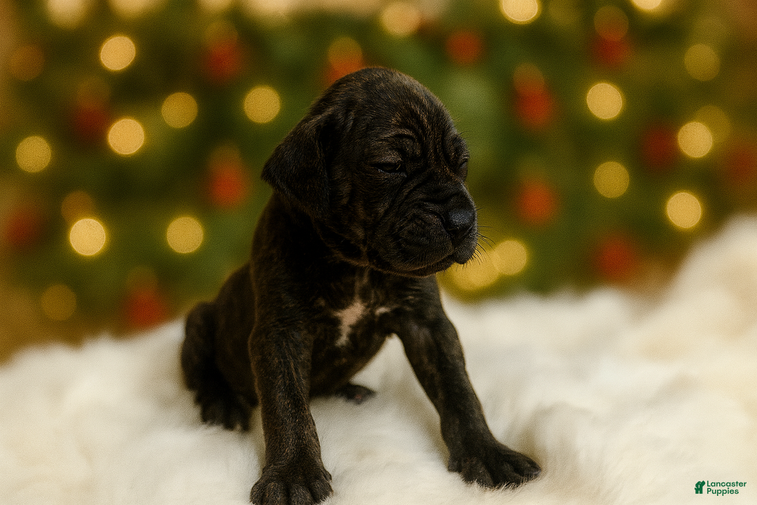 Great Dane dogs for sale: Sassy - Ad 2