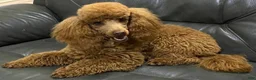Cockapoo dogs for sale: Caprice - Ad 12