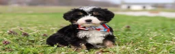 Mini Bernedoodle dogs for sale: Tyler - Ad 4