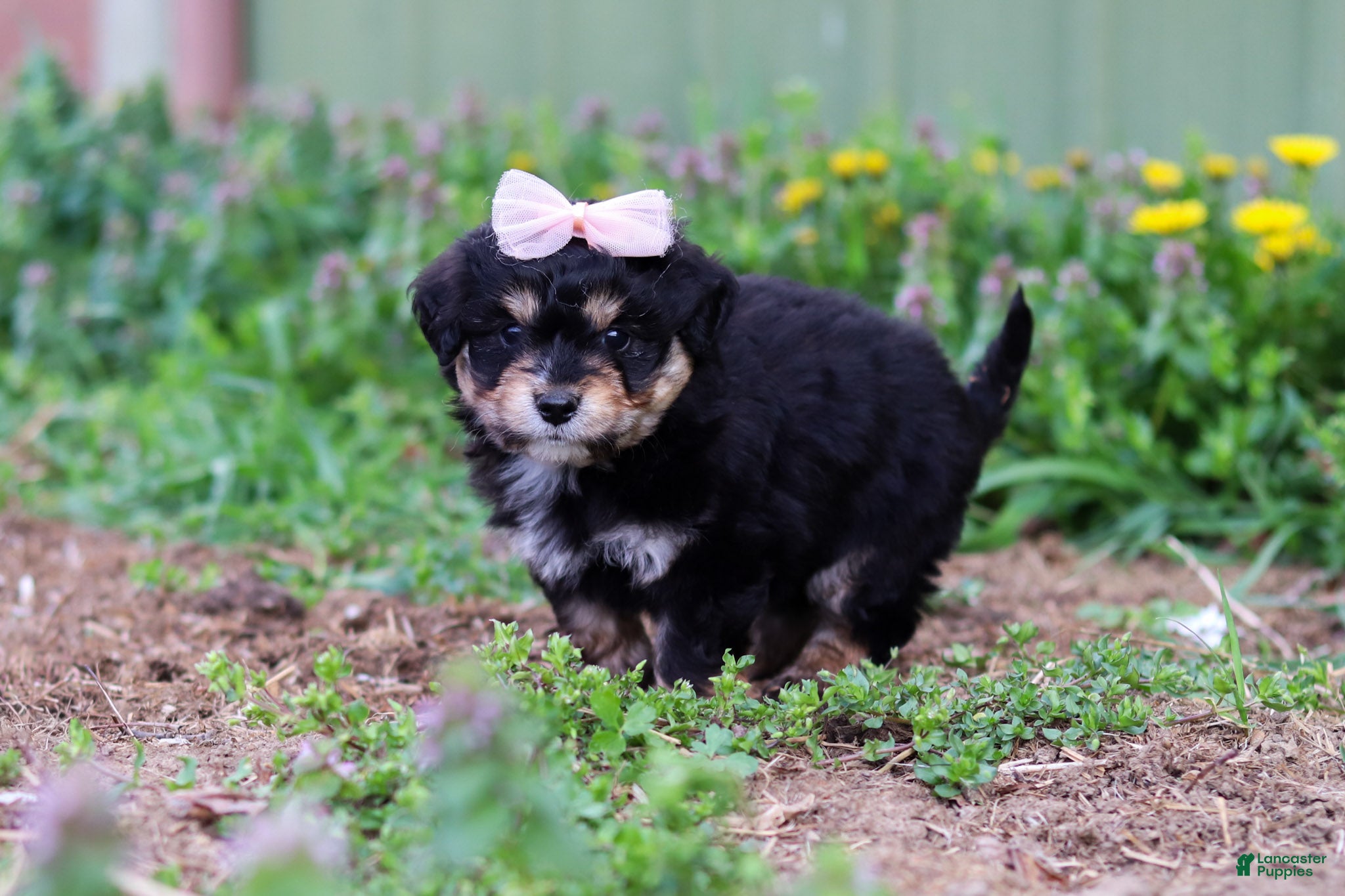 Mini Aussiedoodle dogs Bailey - Ad 2