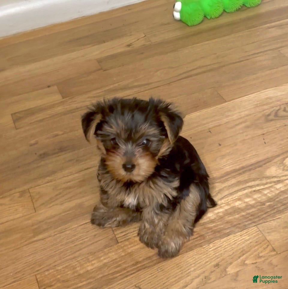 Yorkshire Terrier dogs Yorkshire Terrier Puppy 2 - Ad 2