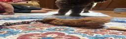Aussiedoodle dogs for sale: Colby - Ad 4