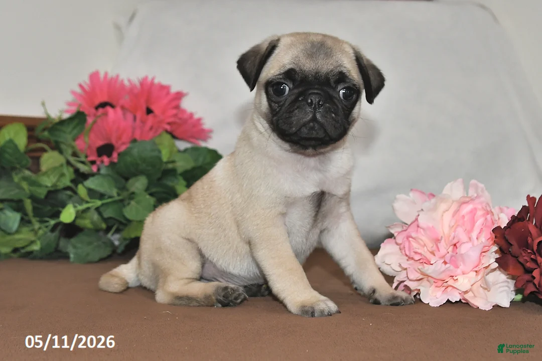 Pug dogs for sale: Frisky - Ad 1